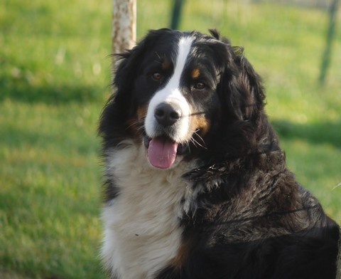 J't'adore du domaine des neiges eternelles