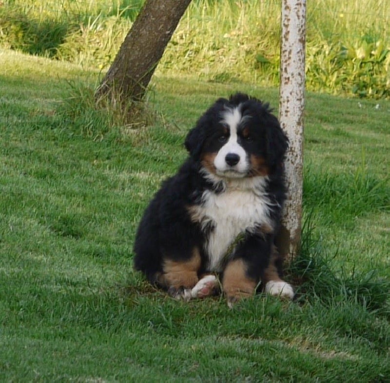 J't'adore du domaine des neiges eternelles