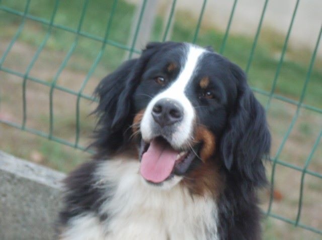 J't'adore du domaine des neiges eternelles