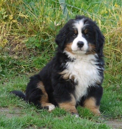 J't'adore du domaine des neiges eternelles