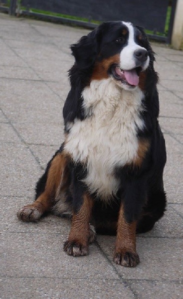 J't'adore du domaine des neiges eternelles