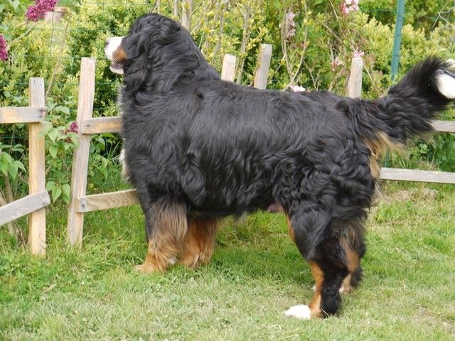 Gwen du domaine des neiges eternelles