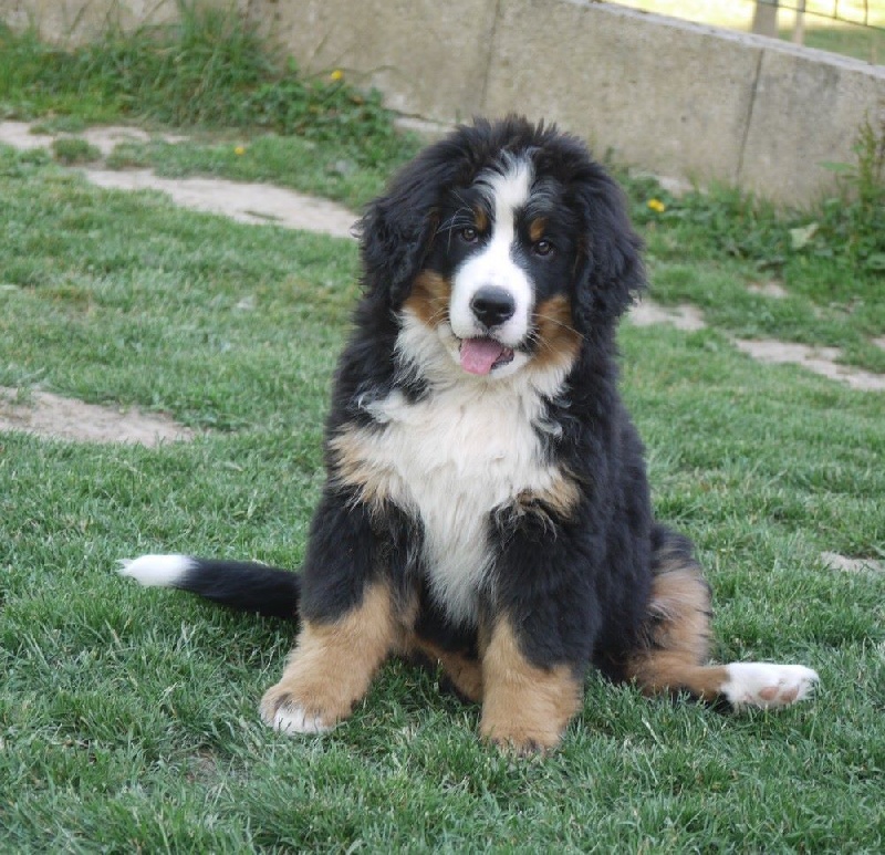 J't'adore du domaine des neiges eternelles