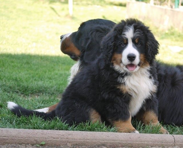 J't'adore du domaine des neiges eternelles