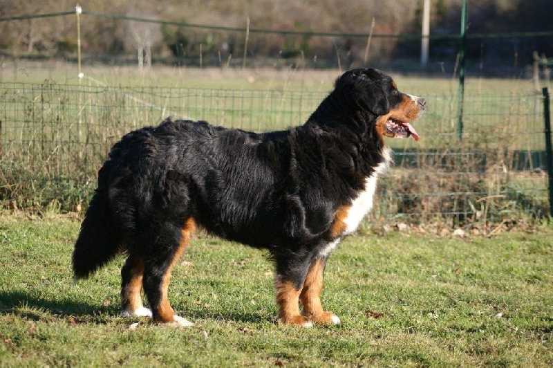 Czena du domaine des neiges eternelles