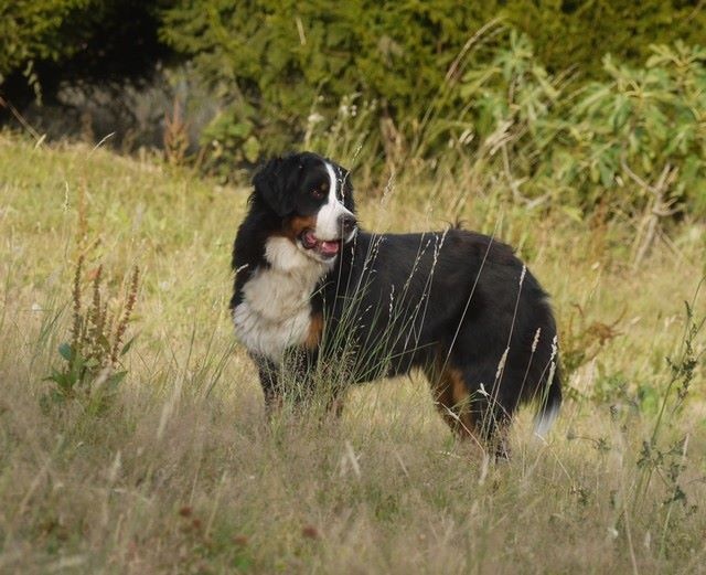 J't'adore du domaine des neiges eternelles