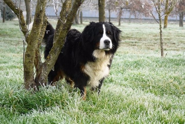 J't'adore du domaine des neiges eternelles