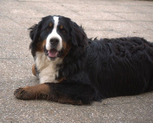 J't'adore du domaine des neiges eternelles