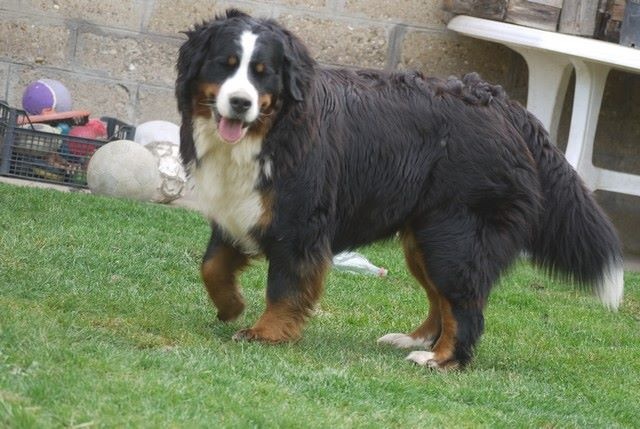 J't'adore du domaine des neiges eternelles