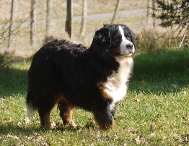 J't'adore du domaine des neiges eternelles