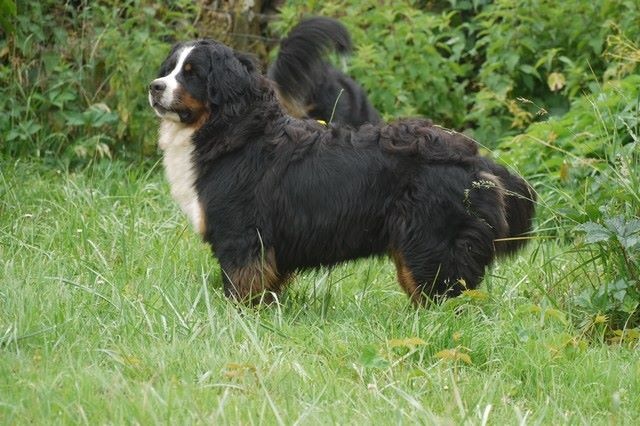 J't'adore du domaine des neiges eternelles