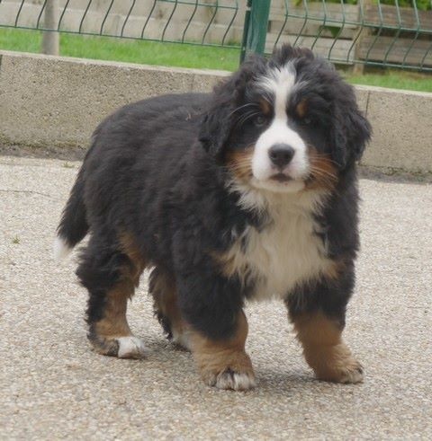 J't'adore du domaine des neiges eternelles