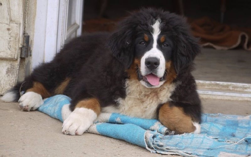 Publication : du Haras de la Vergne Auteur : Suzanne Morin