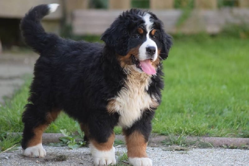 Publication : du Haras de la Vergne Auteur : Suzanne Morin