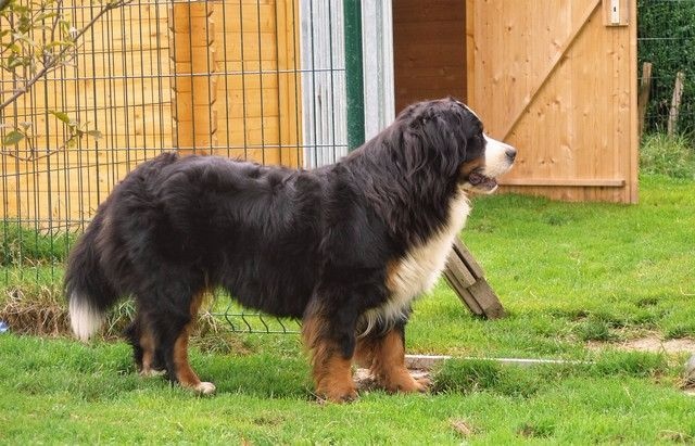 J't'adore du domaine des neiges eternelles