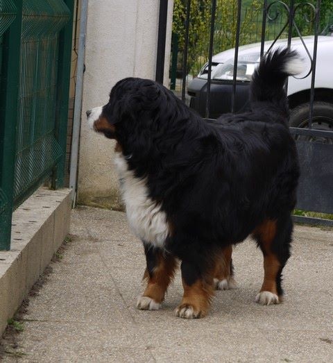 Gwen du domaine des neiges eternelles