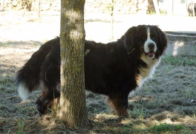 J't'adore du domaine des neiges eternelles