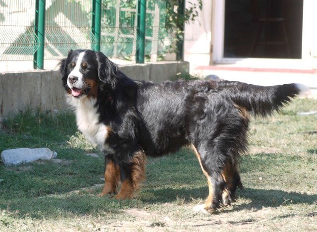 J't'adore du domaine des neiges eternelles