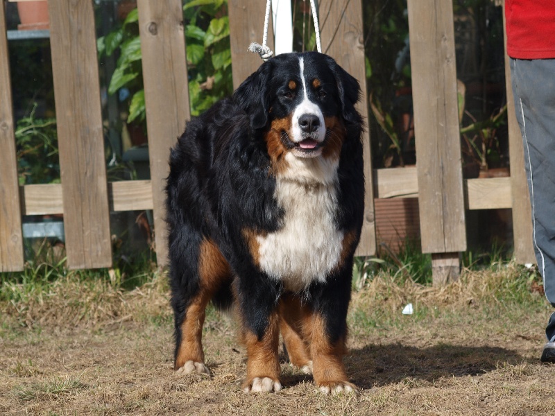 Gwen du domaine des neiges eternelles