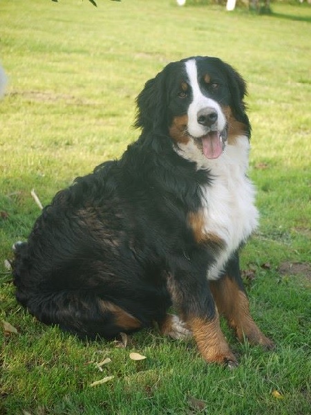 J't'adore du domaine des neiges eternelles