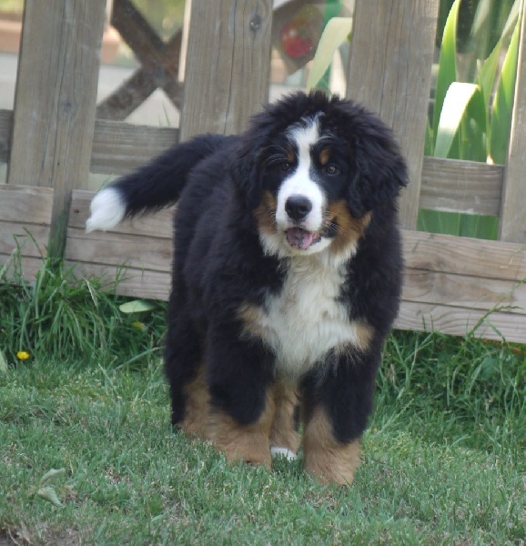 J't'adore du domaine des neiges eternelles