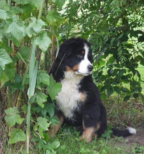 J't'adore du domaine des neiges eternelles