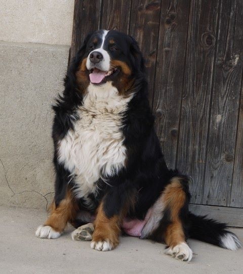 Gwen du domaine des neiges eternelles