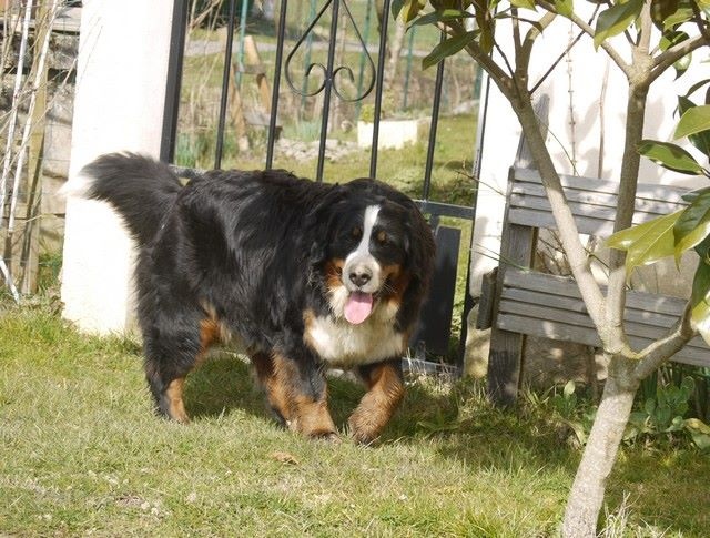 J't'adore du domaine des neiges eternelles