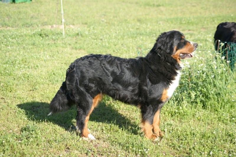 Czena du domaine des neiges eternelles