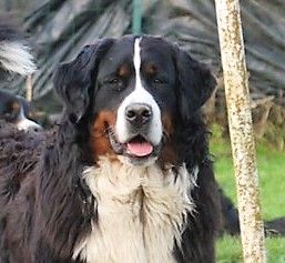 Publication : du Haras de la Vergne Auteur : Suzanne Morin