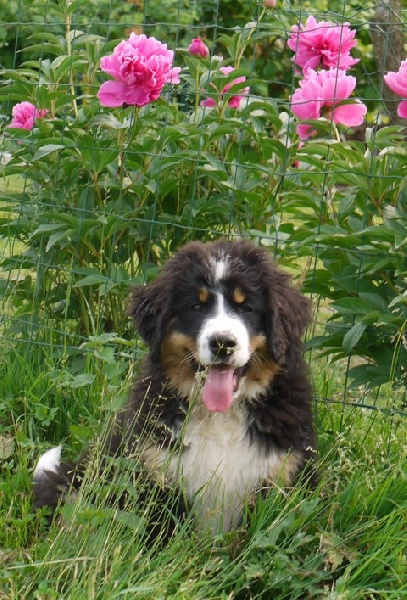 Gwen du domaine des neiges eternelles