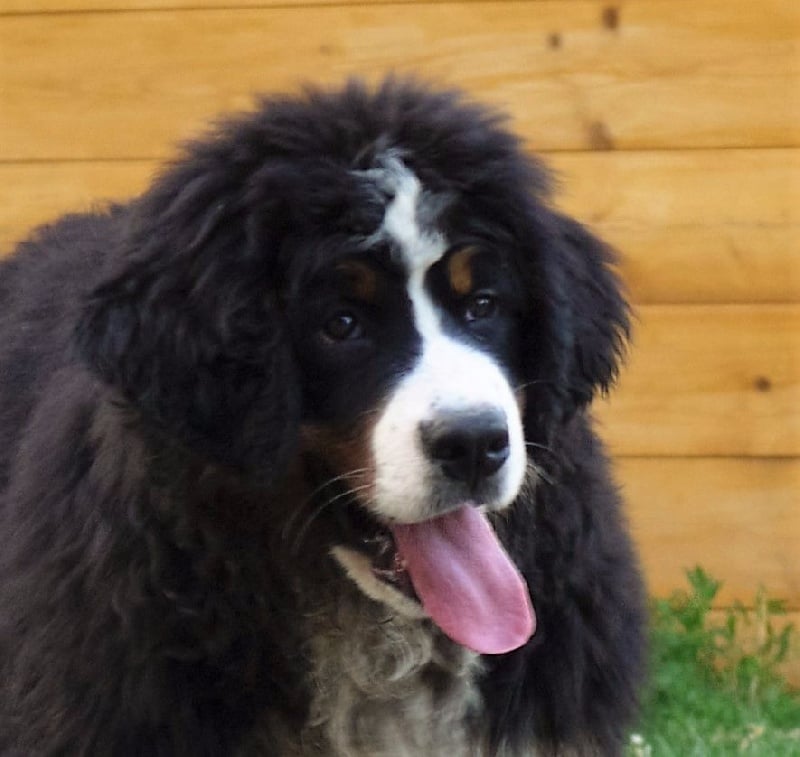 Publication : du Haras de la Vergne Auteur : Suzanne Morin