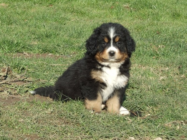 Czena du domaine des neiges eternelles