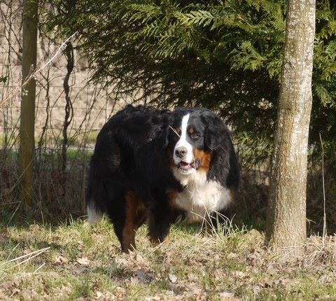 J't'adore du domaine des neiges eternelles