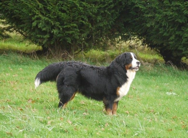 J't'adore du domaine des neiges eternelles