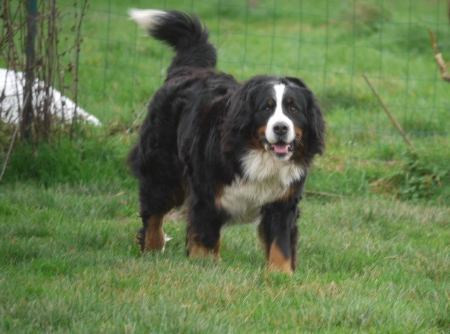 J't'adore du domaine des neiges eternelles