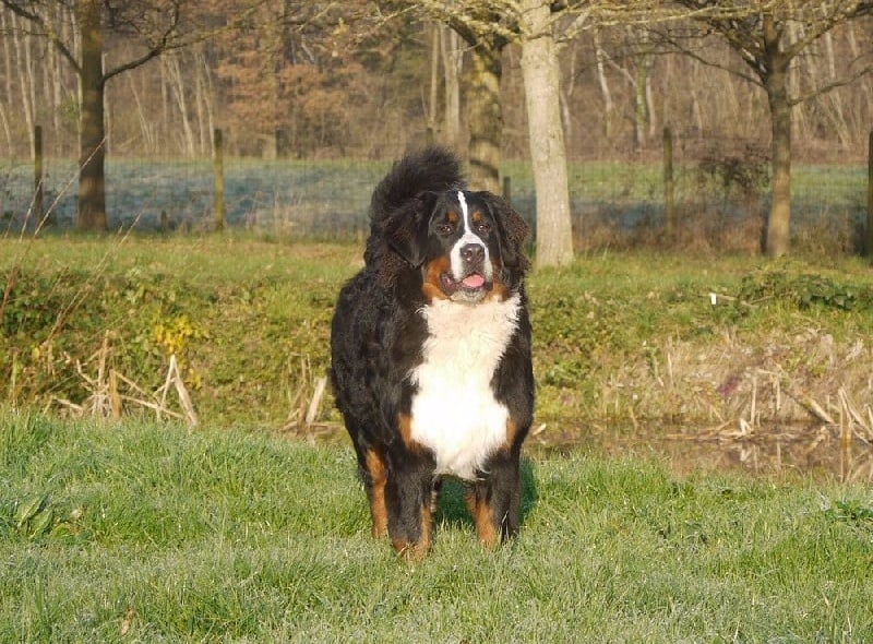 Publication : du Haras de la Vergne Auteur : Suzanne Morin