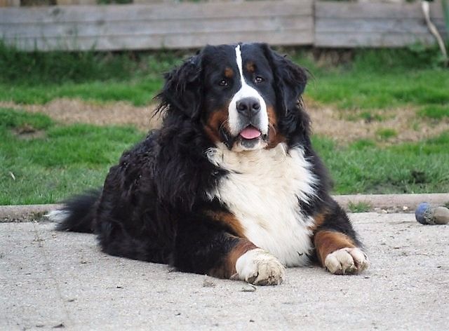 Publication : du Haras de la Vergne Auteur : Suzanne Morin