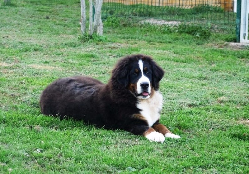 Publication : du Haras de la Vergne Auteur : Suzanne Morin