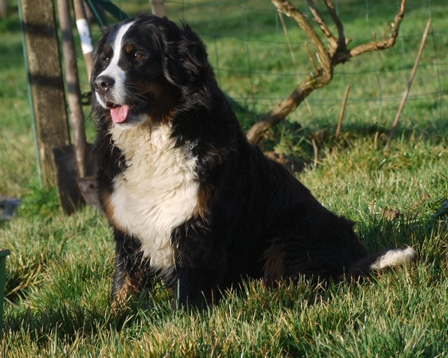 J't'adore du domaine des neiges eternelles