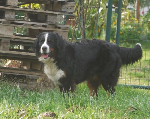 J't'adore du domaine des neiges eternelles