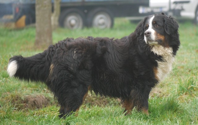 J't'adore du domaine des neiges eternelles