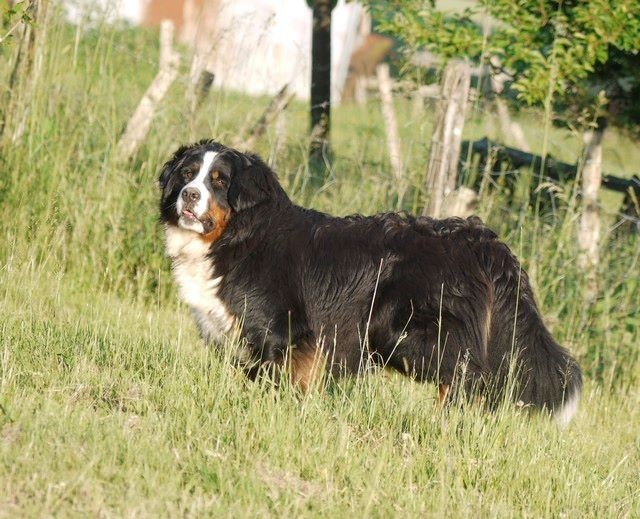 J't'adore du domaine des neiges eternelles