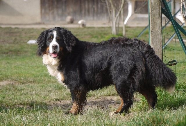 J't'adore du domaine des neiges eternelles