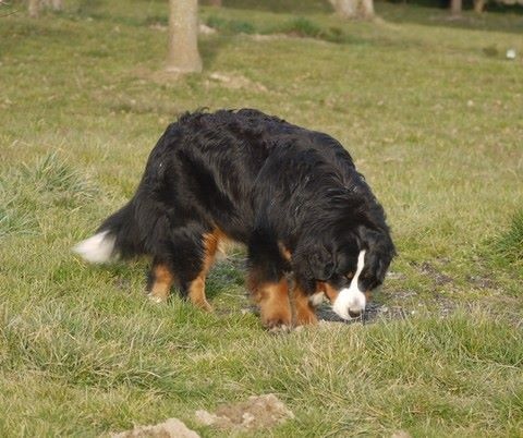 J't'adore du domaine des neiges eternelles