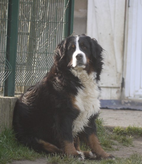 J't'adore du domaine des neiges eternelles