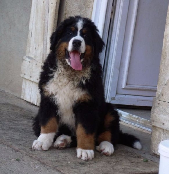 Publication : du Haras de la Vergne Auteur : Suzanne Morin