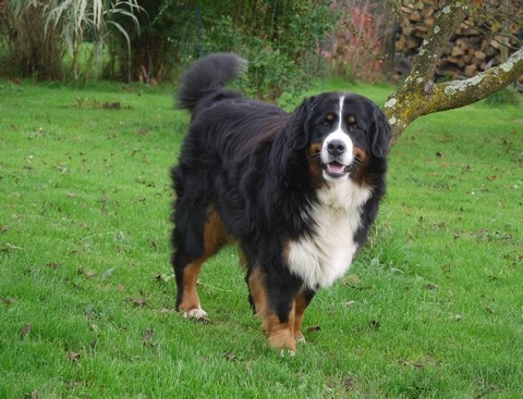 Gwen du domaine des neiges eternelles