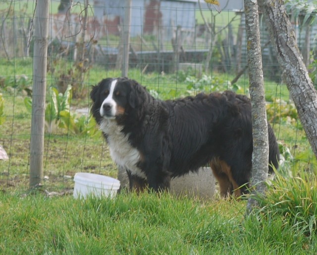 J't'adore du domaine des neiges eternelles