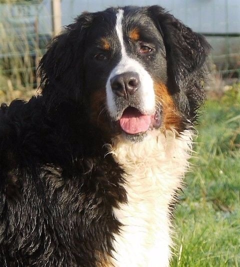 Publication : du Haras de la Vergne Auteur : Suzanne Morin